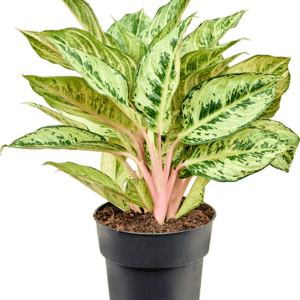 aglaoneema