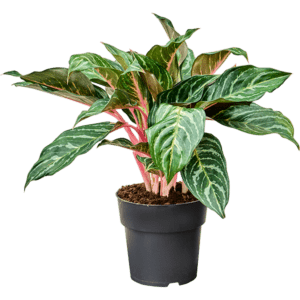 aglaoneema
