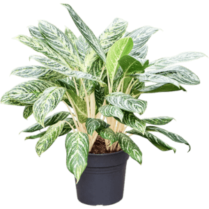 Aglaoneema ´Madonna´