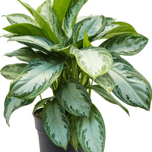 Aglaoneema ´Silver Bay´