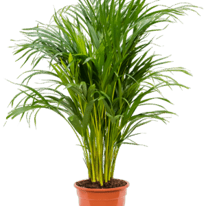 Areeka palm