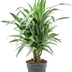 Deremensise draakonipuu ´Warneckei´