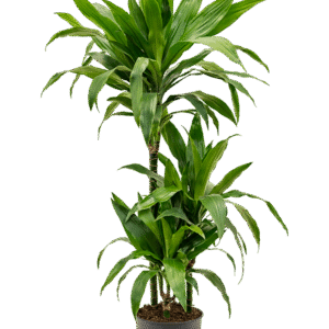 Lõhnav draakonipuu ´Janet Craig´