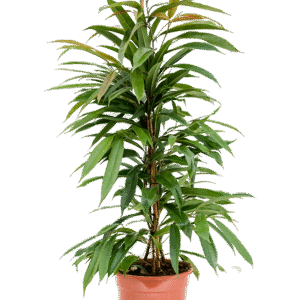 Ahtalehine viigipuu ´Amstel King´