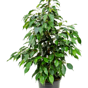 Bensoe viigipuu ´Danielle´