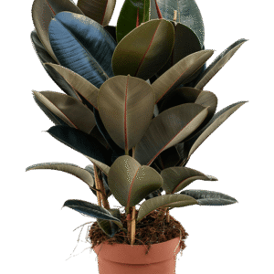 Kummi-viigipuu ´Abidjan´