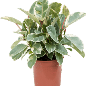 Kummi-viigipuu ´Tineke´