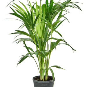 Kentia palm