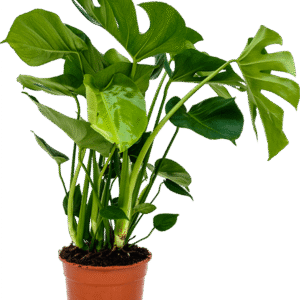 Monstera