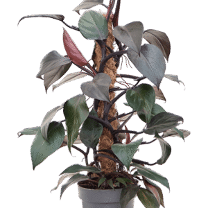 Filodendron ´New Red´