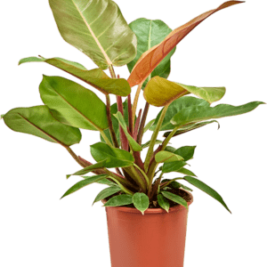 Filodendron ´Prince of Orange´