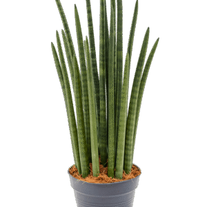 Silinderjas havisaba ´Tower´