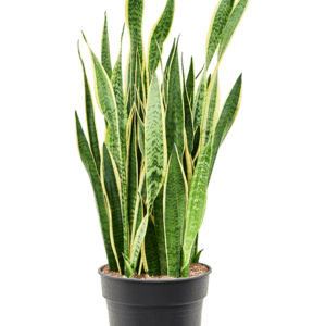 Kolme-vöödiline havusaba ´Laurentii´