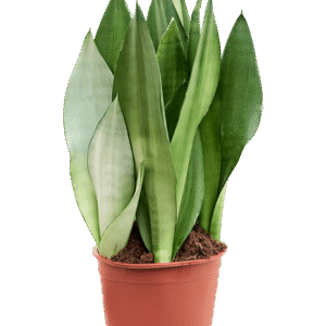 Kolme-vöödiline havisaba ´Moonshine´