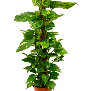 Nõelköis ´Aureum´