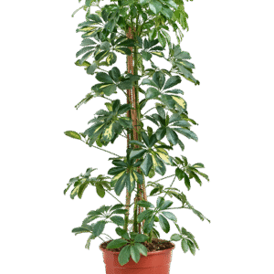 Võra-sõrmlehik ´Gold Capella´