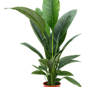 Tõlvlehik ´Sensation´