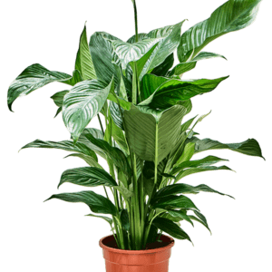 Tõlvlehik ´Sweet Lauretta´